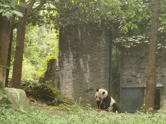 -都江堰中华大熊猫苑