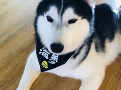 -Husky Go! 哈士奇体验馆·宠物咖啡厅狗咖