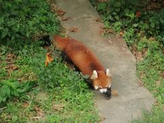 -都江堰中华大熊猫苑