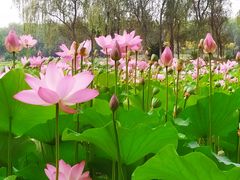 -东郊湿地公园