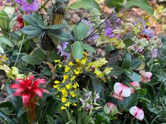 -中国科学院西双版纳热带植物园