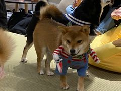 -逗柴咖啡屋·狗咖猫咖宠物桌游
