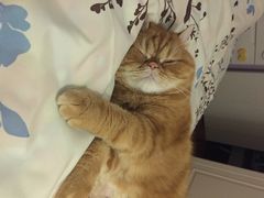 爱侣宠物医院(灵石路总店)-爱侣宠医·鹦鹉专科·小型哺乳类·异宠专科(灵石路店)