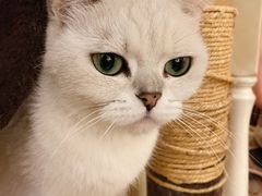 -猫小院猫主题餐厅(南锣旗舰店)