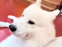 -和它·交个朋友·狗咖猫咖(爱琴海店)