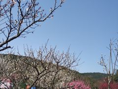 -香雪海