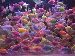 -溪岸路花鸟市场