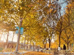 -大兴滨河森林公园