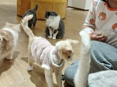 -1013 PET SHOP精品宠物商店(丁香店)