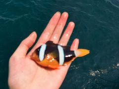 -小猫钓鱼海钓俱乐部(椰梦长廊店)