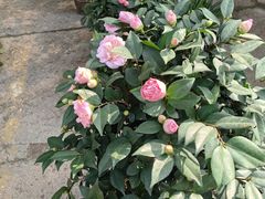 -中环花鸟鱼虫市场