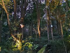 -深圳仙湖植物园