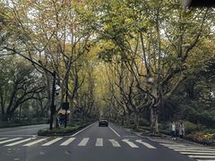 -三里屯东五街银杏大道