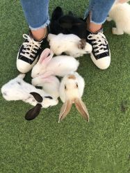 点击看大图 -萌宠亲子动物乐园(槐房万达店)