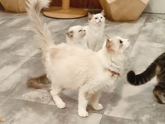 -楼上猫咖(罗湖店)