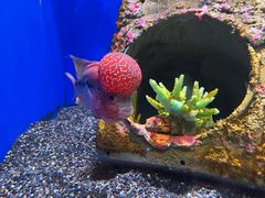 -瑞普利水族馆