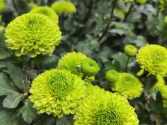-杭州植物园