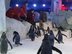 -芜湖新华联大白鲸海洋公园