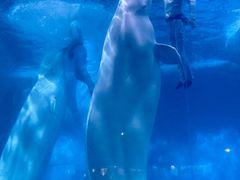 -海合安武汉极地海洋公园