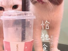 -猫爷宠物生活馆·撸猫馆