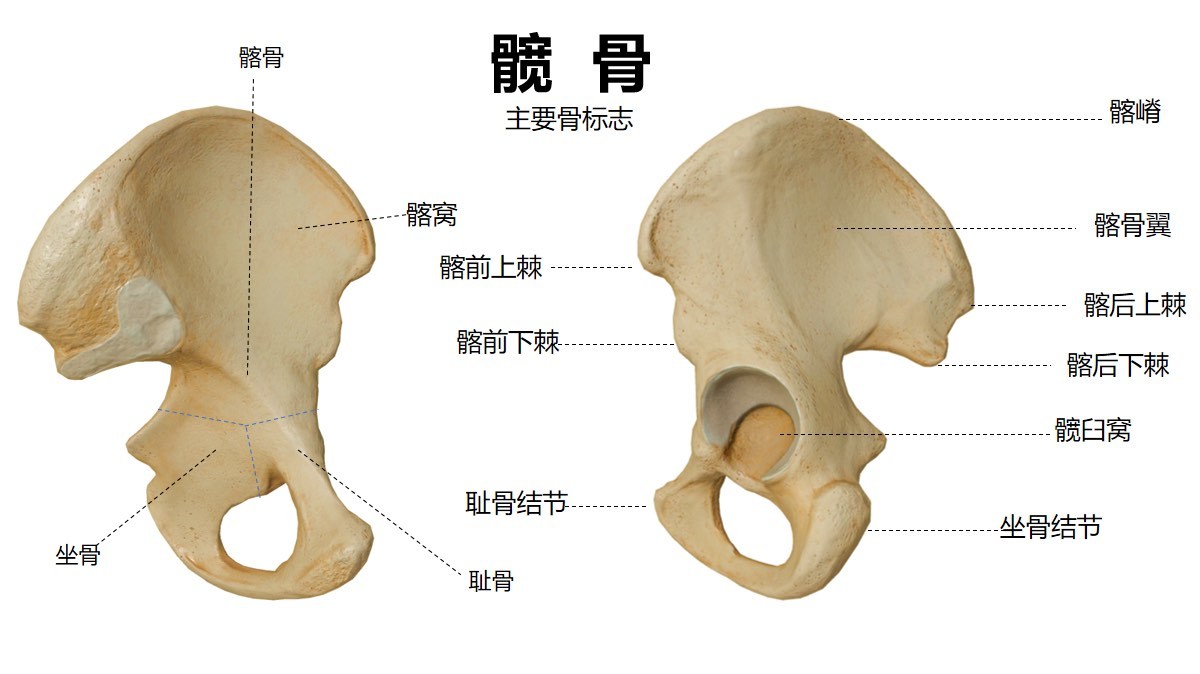 运动解剖学💀小知识分享008髋骨