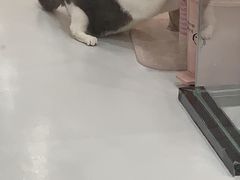 -糯米喵星人·撸猫猫舍咖啡馆(西市场嘉华店)