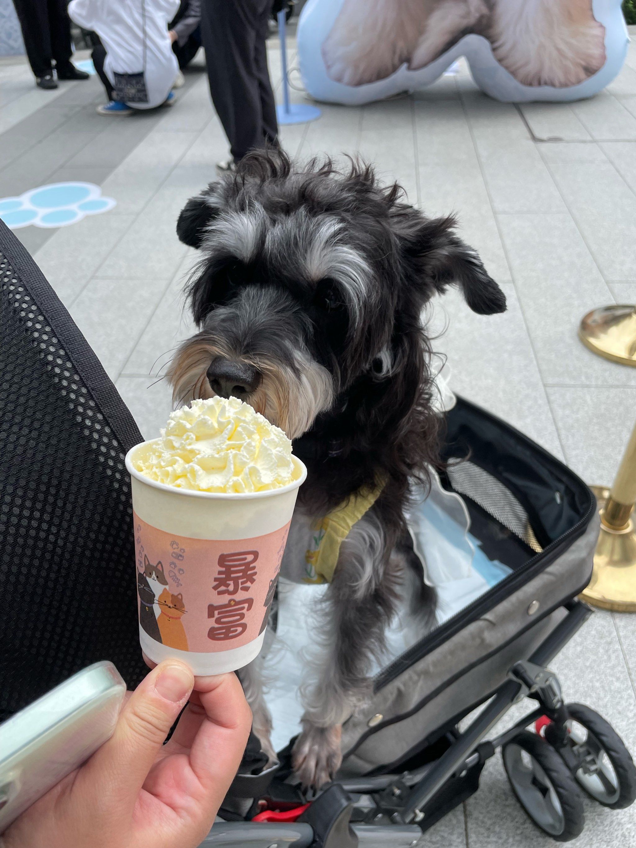 宠物友好店耶 还给狗狗无糖奶油 爱霸王茶姬
