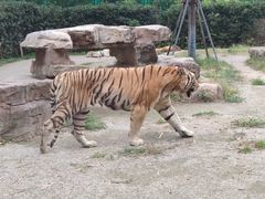 -上海野生动物园老虎餐厅