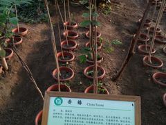 -上海都市菜园