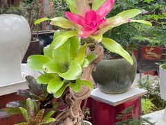 -朝来春花卉市场