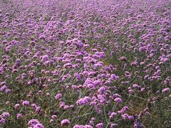 -北京东方普罗旺斯薰衣草庄园