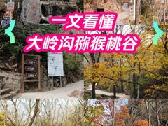 -大岭沟猕猴桃谷风景区