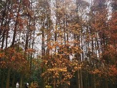 -上海海湾国家森林公园