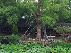 -上海醉白池公园