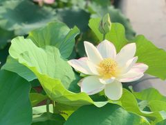 -莲花池公园