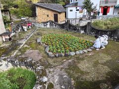 -雁南飞茶田景区