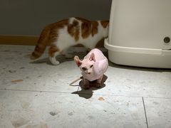 -飞行喵MR PILOT|猫舍·猫咖(静安大融城店)