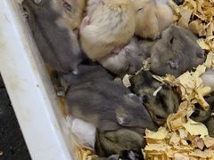 -青石桥花鸟鱼虫市场(叠翠城店)