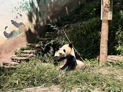 -中国大熊猫保护研究中心雅安碧峰峡基地