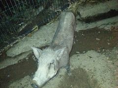 -清迈夜间动物园
