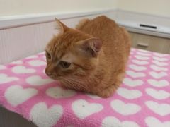 -凯特喵百思猫专科医院