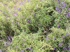 -静之湖湖畔餐厅