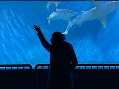 -北戴河圣蓝海洋公园