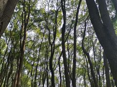 -铁山坪森林公园