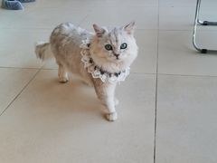 -怪兽屋·羊驼·猫咖·狗咖(俊华广场店)