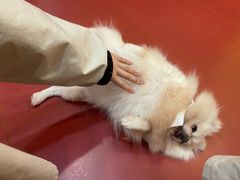 -和它·交个朋友·狗咖猫咖(爱琴海店)