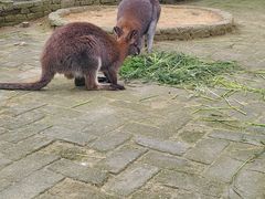 -武汉紫薇都市田园