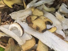 -野菌园·野生菌火锅首创第一家(关兴路总店)