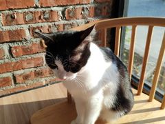 -豆逗聊愈猫阁Easy Life