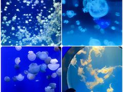 -海合安武汉极地海洋公园